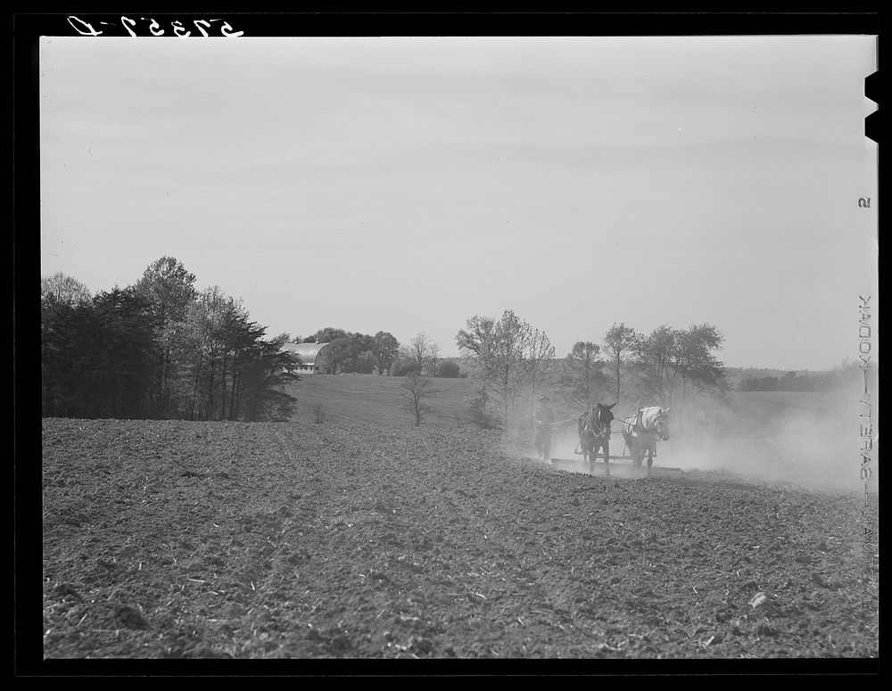 Harrowing cornfield on dairy farm in Fairfax County, Virginia. Sourced from the Library of Congress.