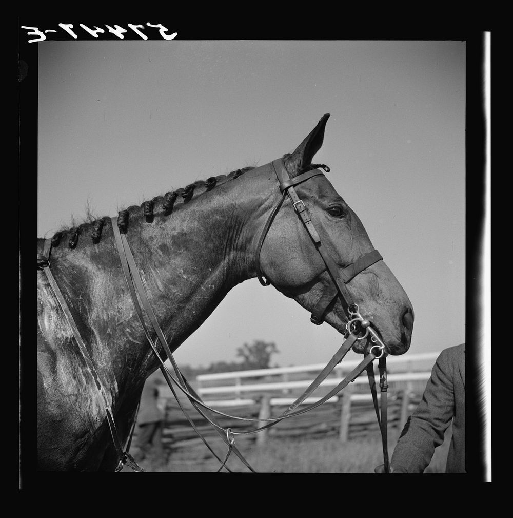 Horse with braided mane after race. Virginia Gold Cup horse races, Warrenton, Virginia. Sourced from the Library of Congress.