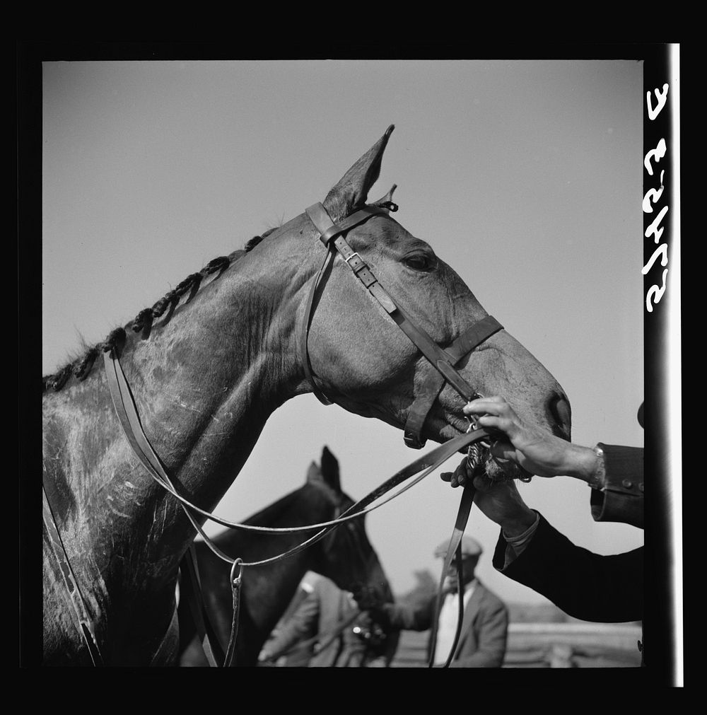 [Untitled photo, possibly related to: Horse with braided mane after race. Virginia Gold Cup horse races, Warrenton…