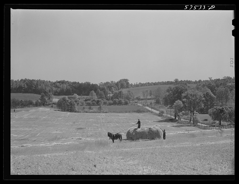 Farmers taking in rye after it had been cut near Vienna, Virginia. Sourced from the Library of Congress.