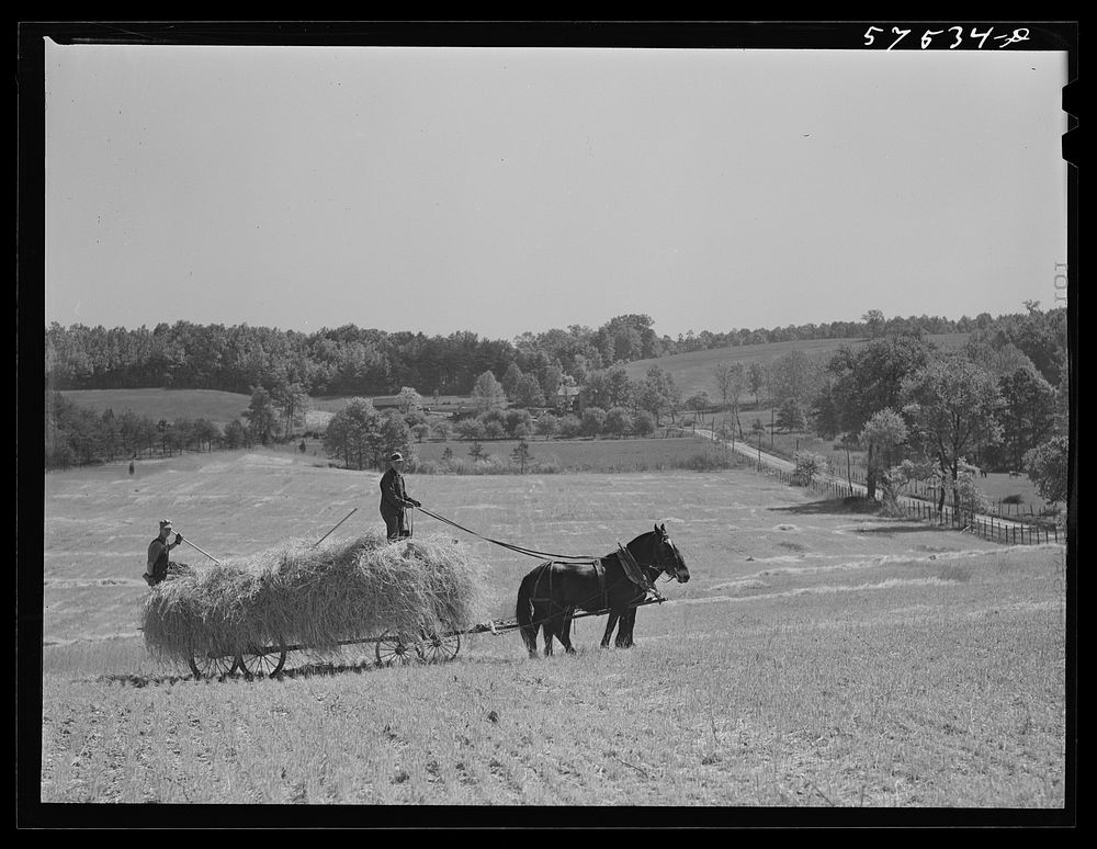 [Untitled photo, possibly related to: Farmers taking in rye after it had been cut near Vienna, Virginia]. Sourced from the…