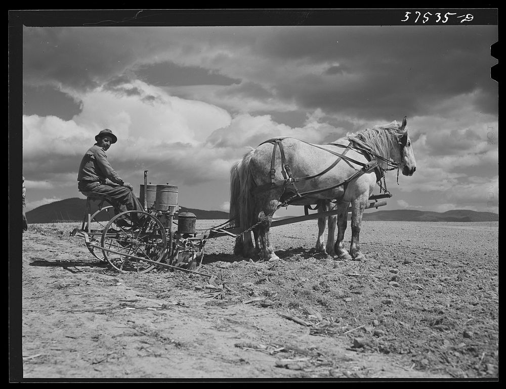 [Untitled photo, possibly related to: Planting corn in the fertile farmland of the Shenandoah Valley, Virginia]. Sourced…