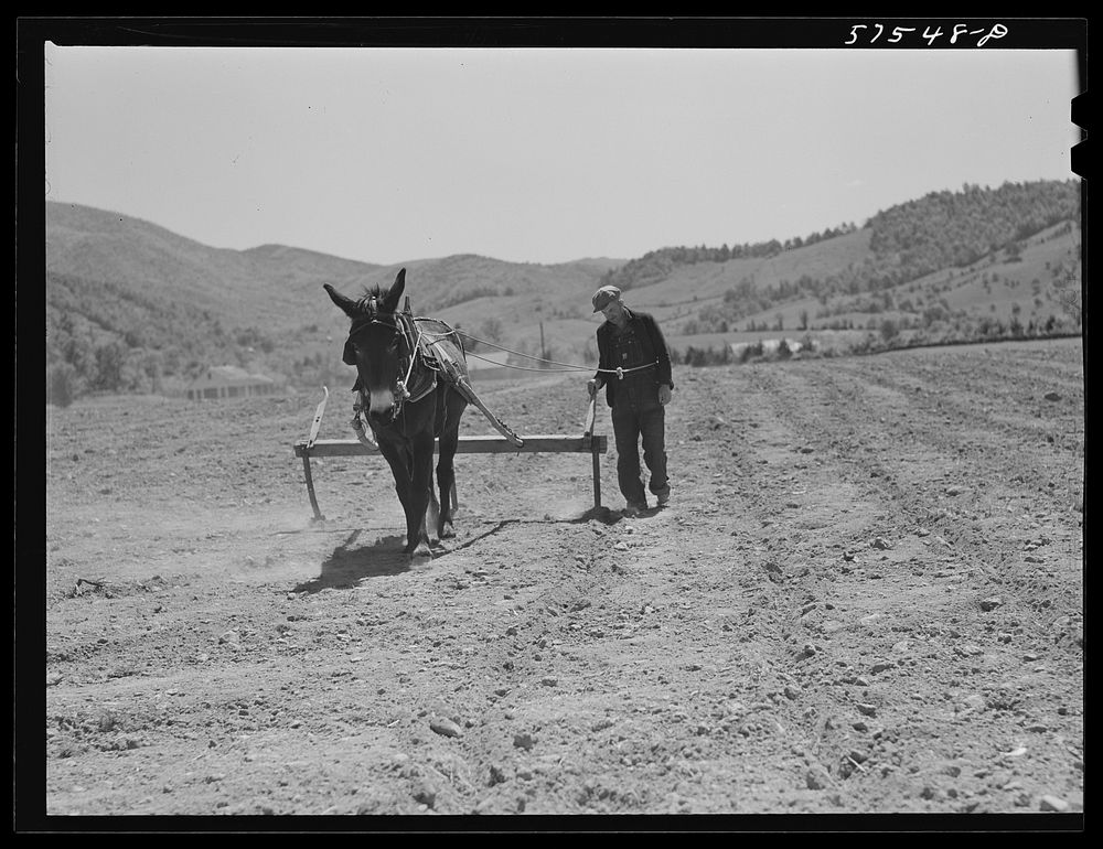 Working in the field on FSA (Farm Security Administration) project. Ida Valley Farms, Shenandoah Homesteads, near Luray…