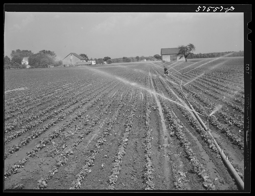Portable irrigation unit in bean field. Starkey Farms, Morrisville Pennsylvania. Sourced from the Library of Congress.