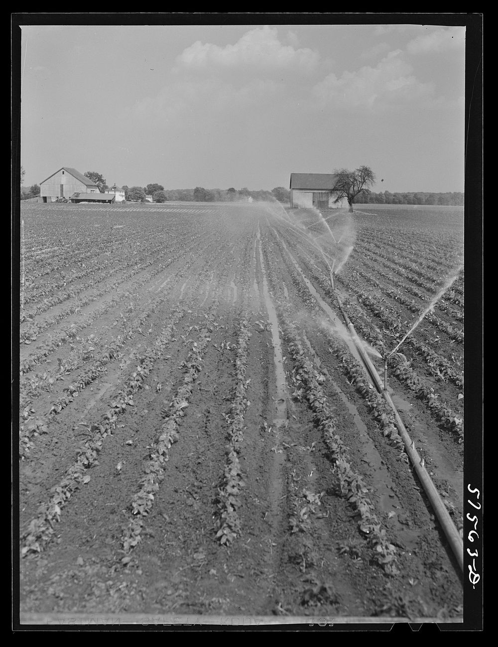 Portable irrigation unit in bean field. Starkey Farms, Morrisville, Pennsylvania. Sourced from the Library of Congress.