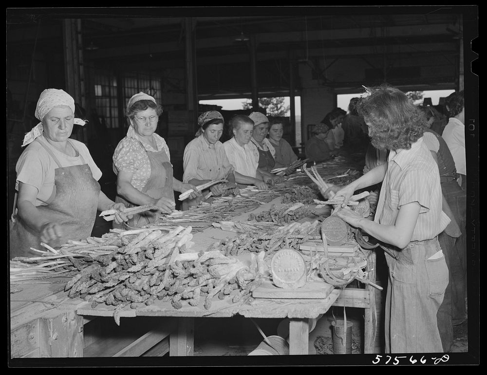 Italian workers from Trenton and nearby areas grading and bunching asparagus in packing house. Starkey Farms, Morrisville…