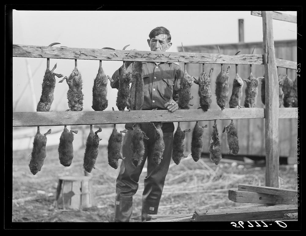 Spanish trapper hanging muskrats up to dry their fur before skinning.  Stretching and drying the pelt follows this. His camp…