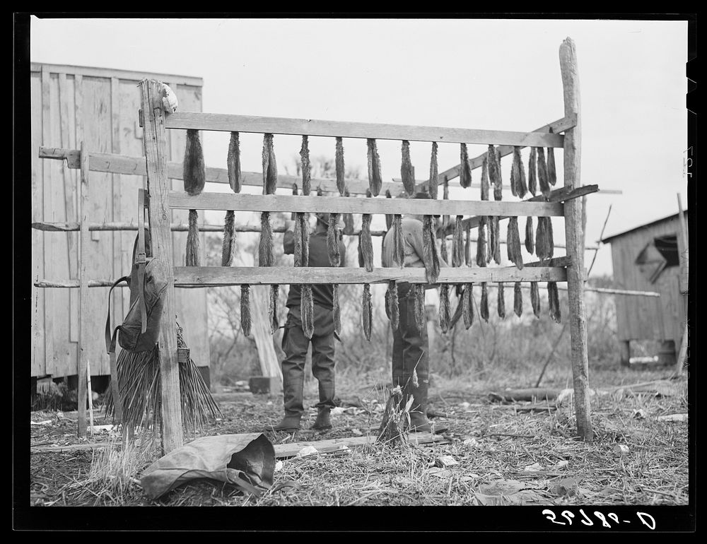 [Untitled photo, possibly related to: Spanish trapper hanging muskrats up to dry their fur before skinning. Stretching and…
