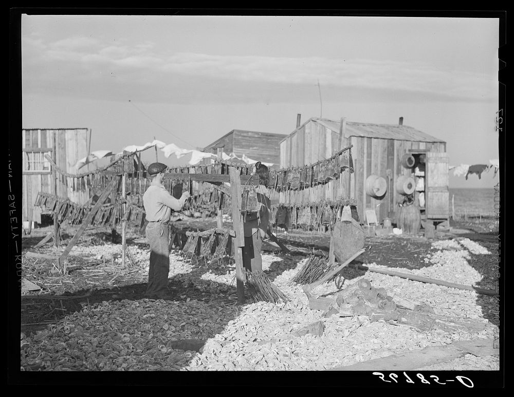 [Untitled photo, possibly related to: Spanish trapper hanging the muskrat skins up to dry after first drying the inside fur…