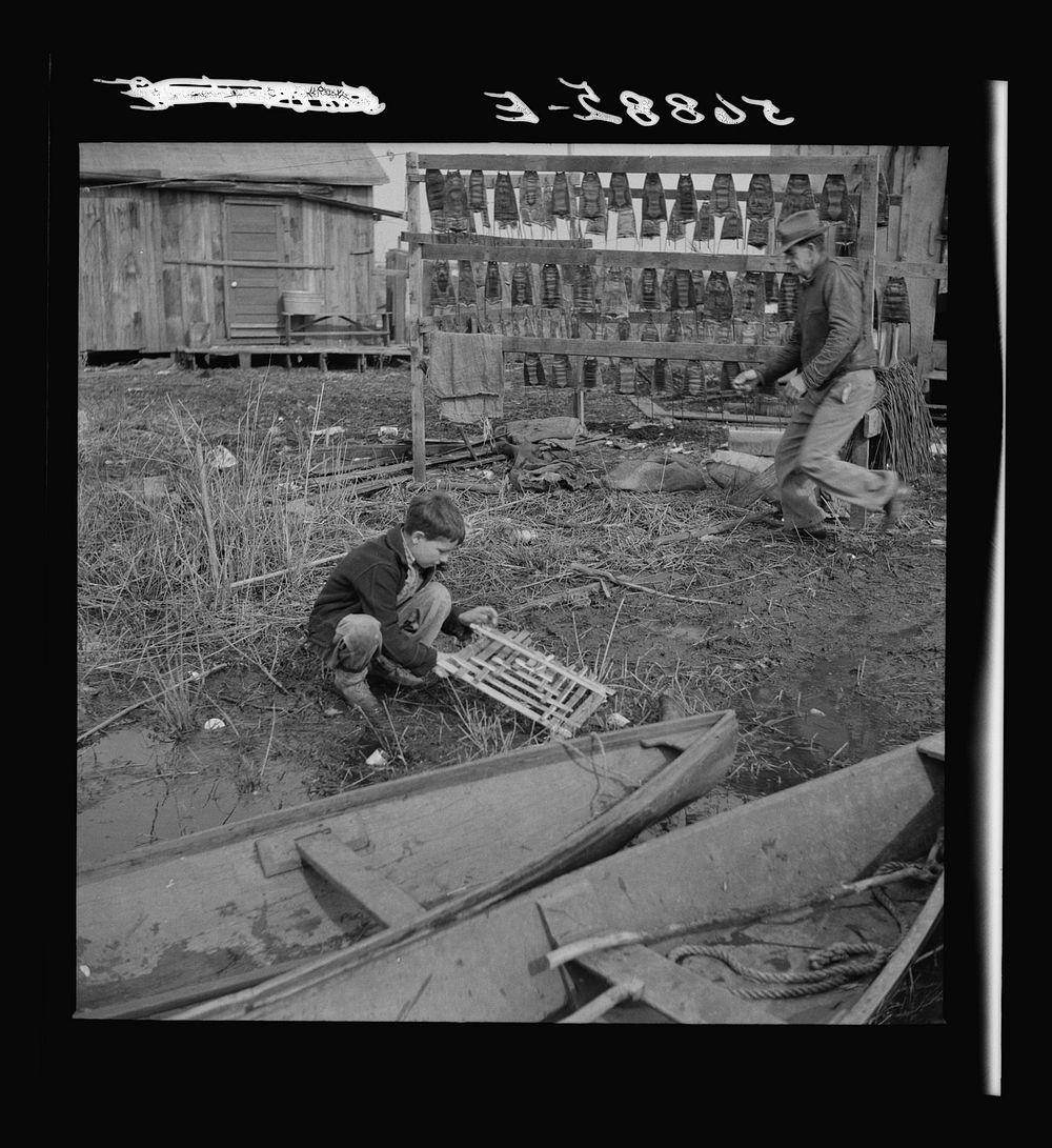 [Untitled photo, possibly related to: Spanish trapper's son setting the trap which he made to catch birds by his camp in the…