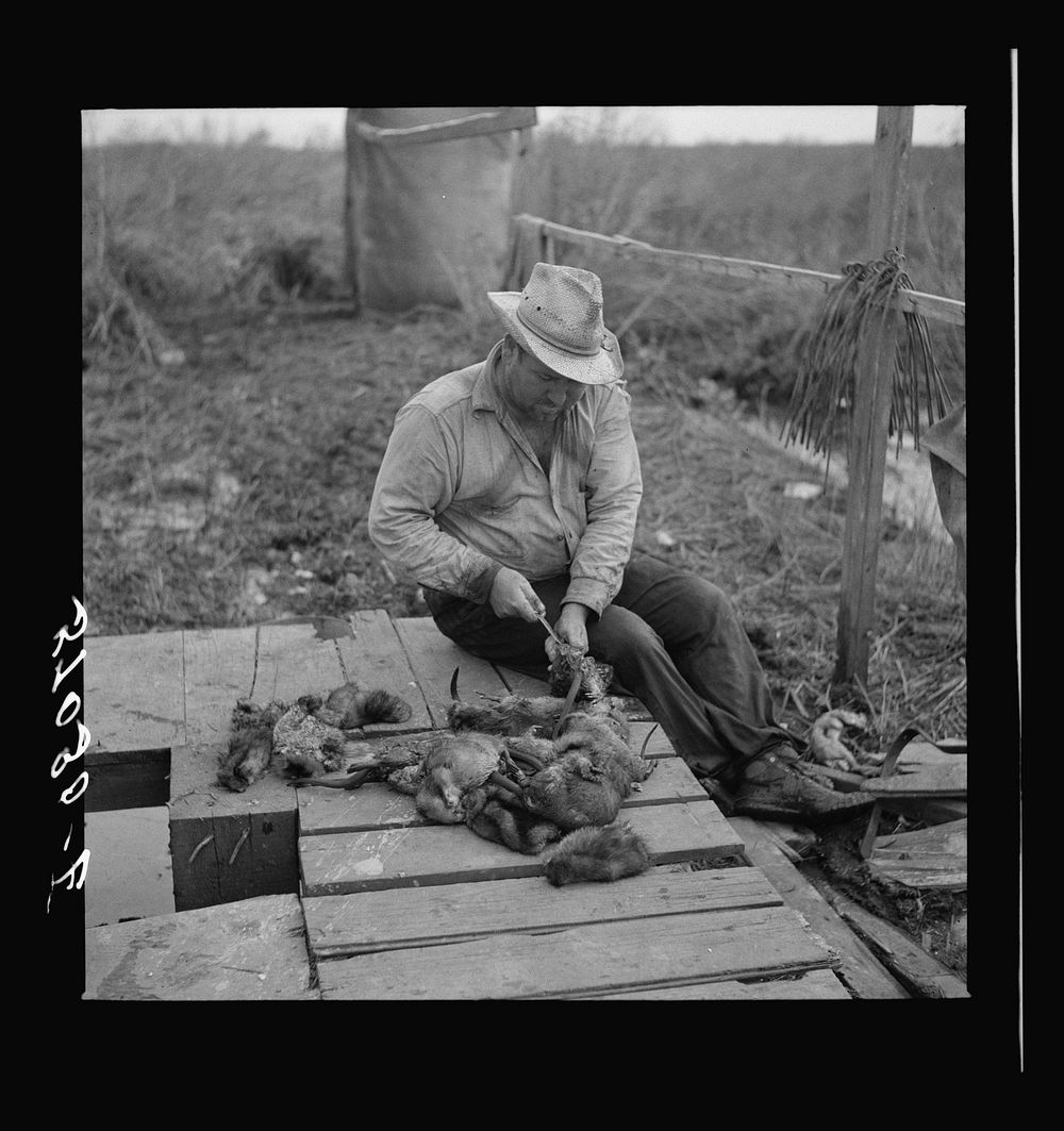 Trapper skinning muskrats in his camp on the bayou in the marshes near Delacroix Island, Louisiana. Sourced from the Library…