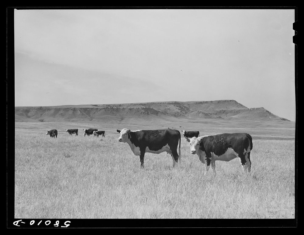 Purebred Hereford cows and cattle purchased with a FSA (Farm Security Administration) loan by a FSA borrower in Laredo…