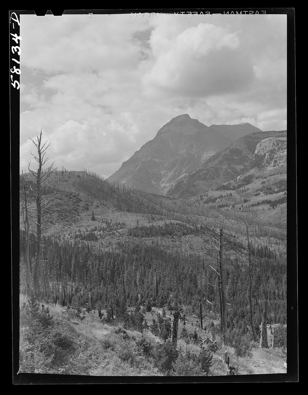 Burnt-over land. Results of forest fires in Glacier National Park, Montana. Sourced from the Library of Congress.