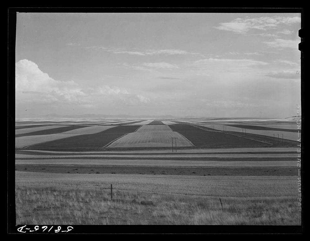 Contour ploughing and strip cropping wheat fields just north of Great Falls, Montana. Sourced from the Library of Congress.