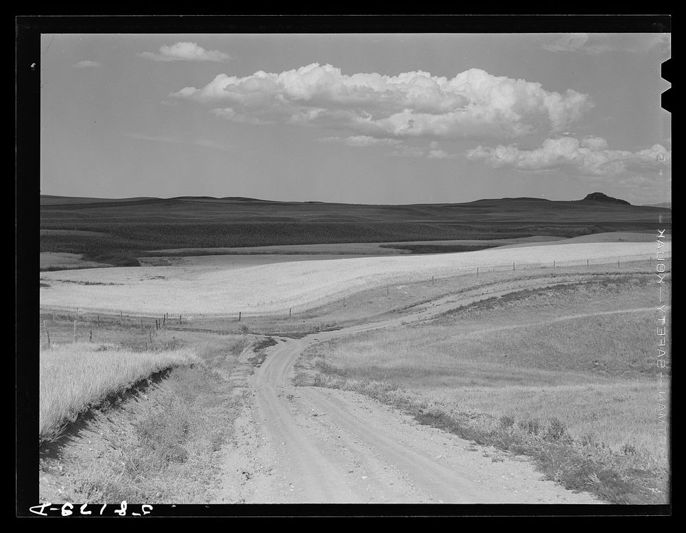 Wheat fields near Havre, Montana. Sourced from the Library of Congress.