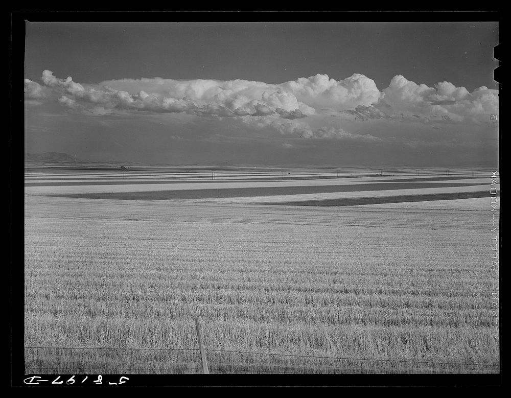 Contour ploughing and strip cropping of wheat fields just north of Great Falls, Montana. Sourced from the Library of…