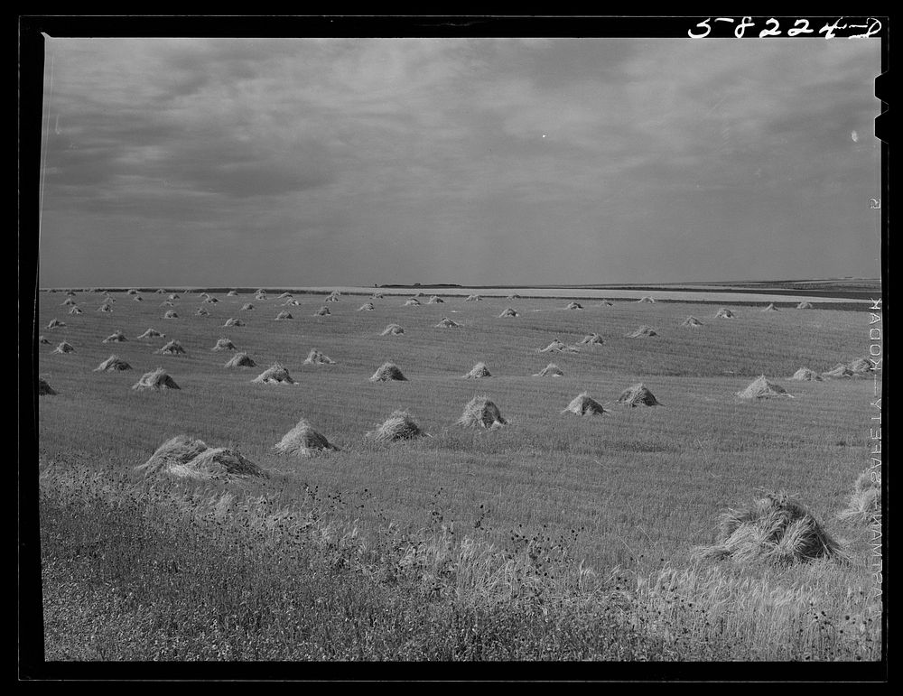 Stacks of wheat with strip cropping in background near Williston, North Dakota. Sourced from the Library of Congress.