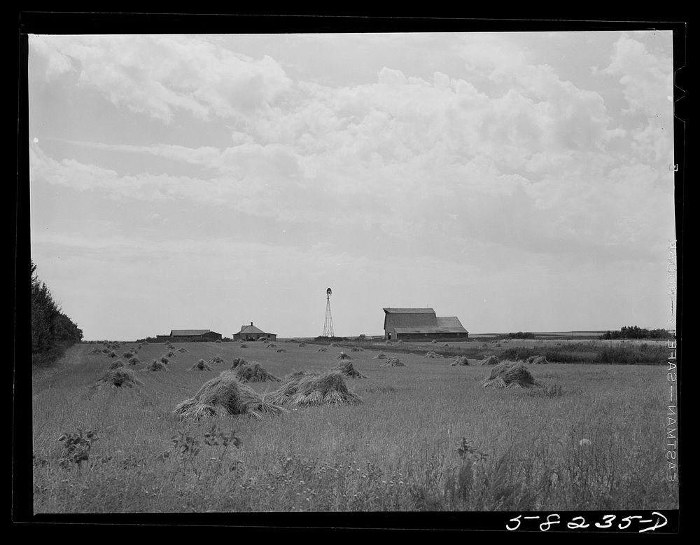 Wheat fields on farm north of Williston, near Grenora, North Dakota. Sourced from the Library of Congress.