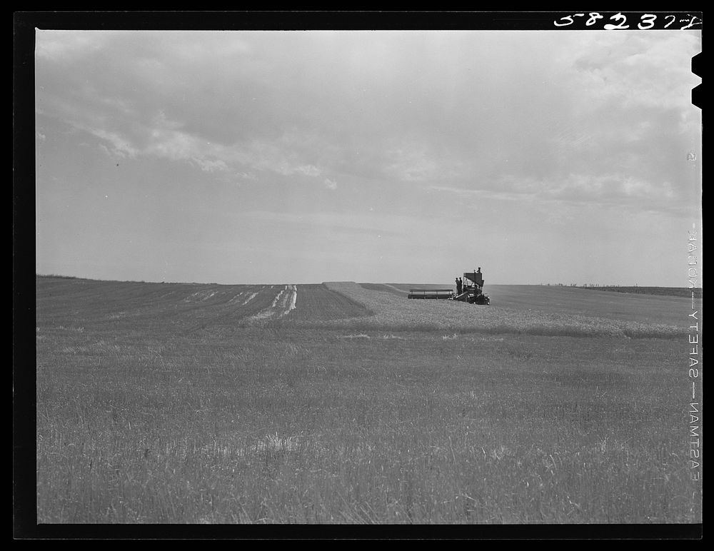Harvesting wheat with a combine, getting about forty bushels per acre, and a bumper wheat crop. About eight miles north of…
