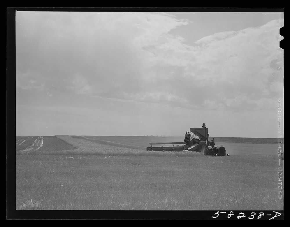 Harvesting wheat with a combine, getting about forty bushels per acre, and a bumper wheat crop. About eight miles north of…
