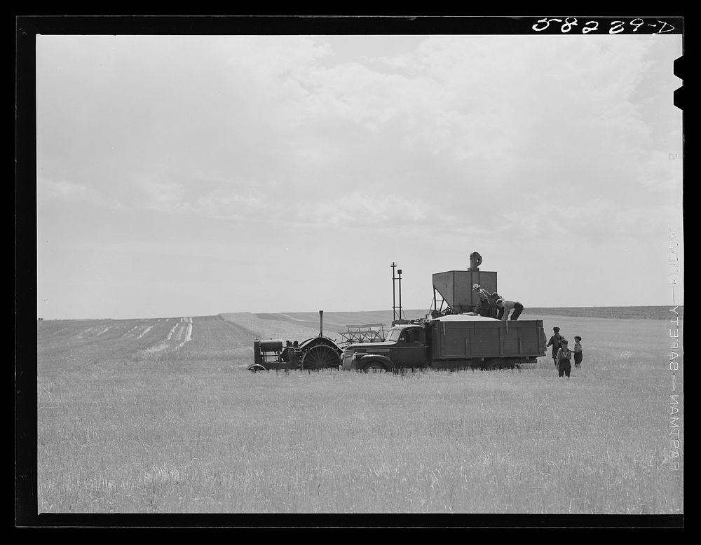 Dumping wheat harvested with a combine into a truck, to be taken to grain storage elevator in Culbertson, Montana. This was…