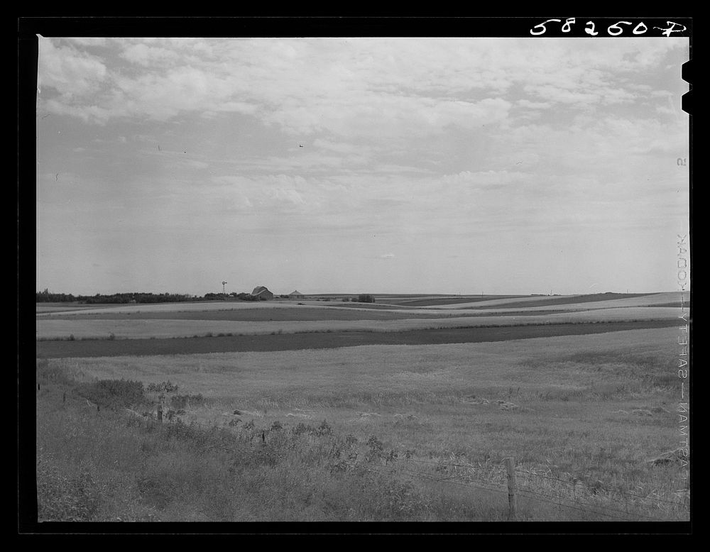 Wheat fields on farms north of Williston, near Grenora, North Dakota. Sourced from the Library of Congress.