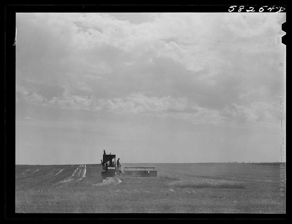 Harvesting wheat with a combine, getting about forty bushels per acre, a bumper wheat crop. About eight miles north of…