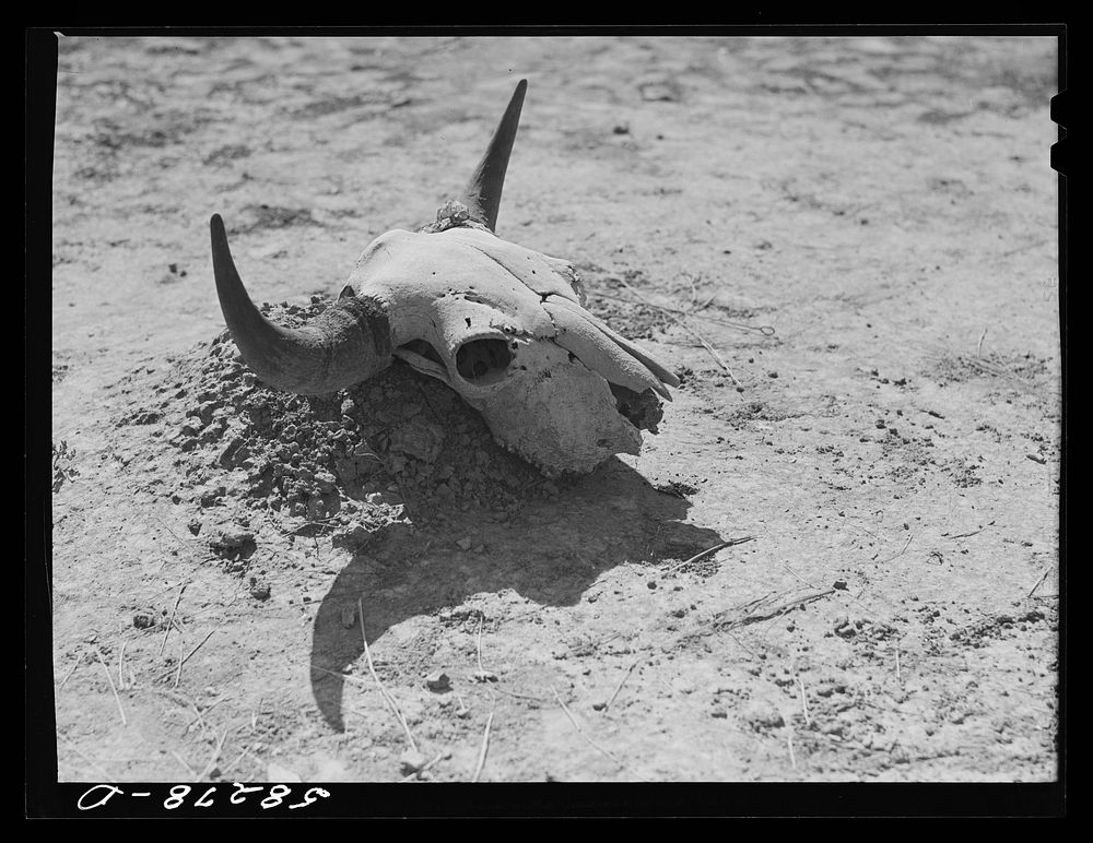 Lame Deer (vicinity), Montana. Skull in front of Indian steam bath on Cheyenne Indian Tongue River Reservation to keep evil…