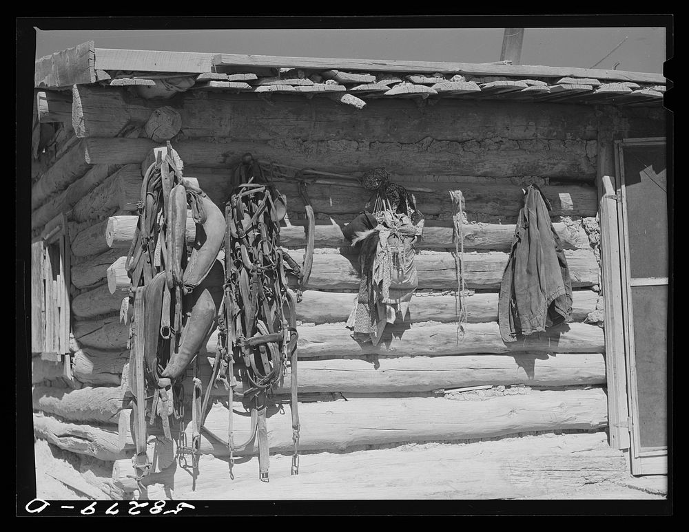 Harnesses for their horses and "medicine" hanging on front of Cheyenne Indians' log hut. Near Lame Deer, Montana. Sourced…