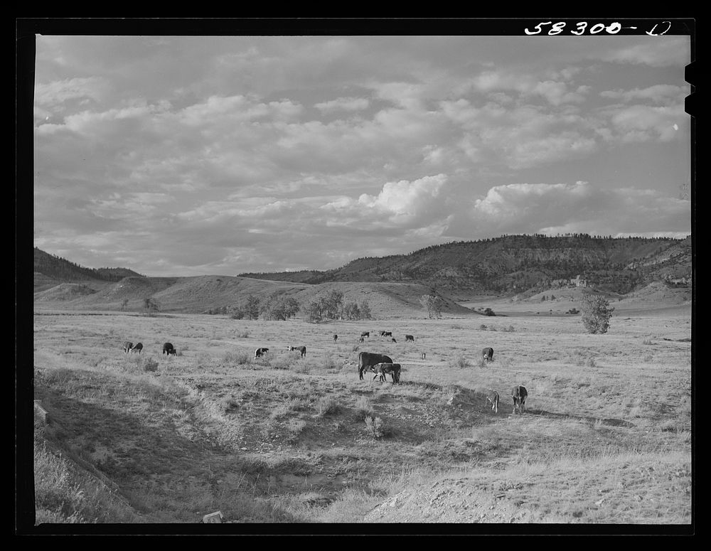 Grazing land between Birney and Lame Deer, Montana. Sourced from the Library of Congress.