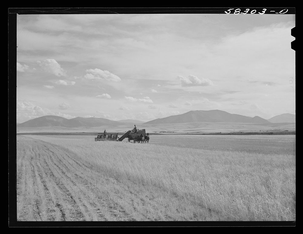 Cutting clustered wheat grass with old binder drawn by four-horse team. Judith Basin, Montana. Sourced from the Library of…