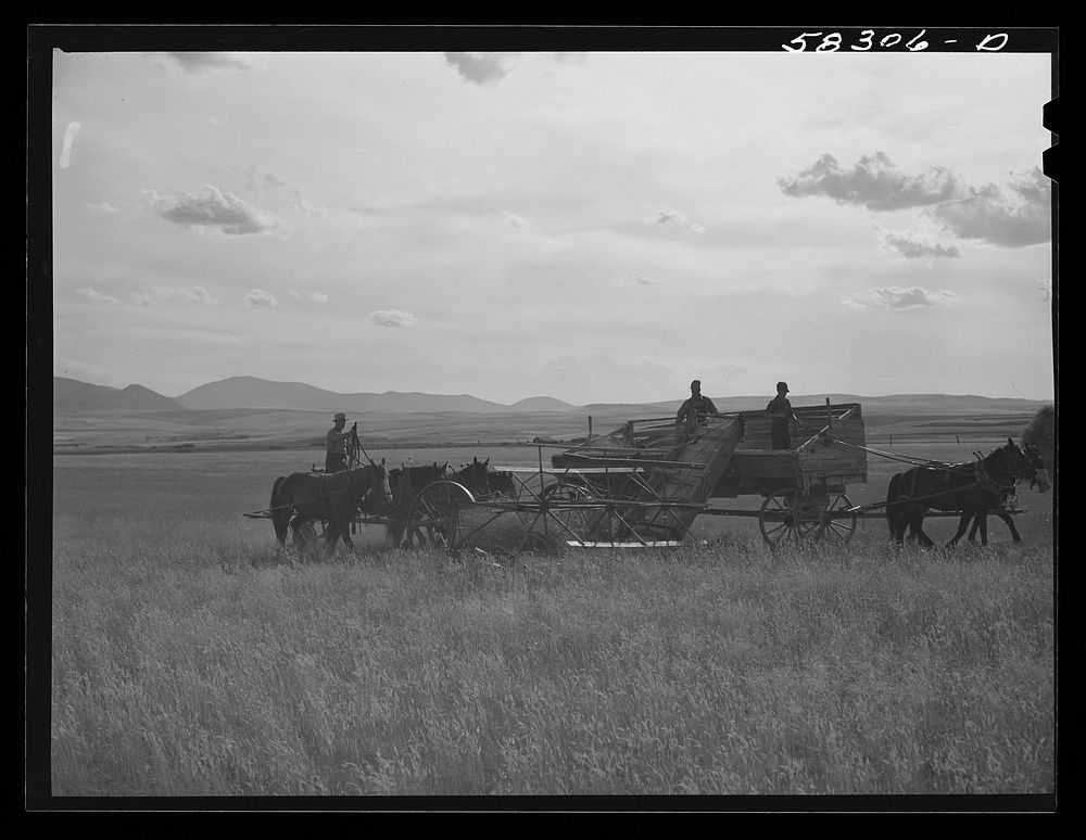 Cutting clustered wheat grass with old binder drawn by four-horse team. Judith Basin, Montana. Sourced from the Library of…