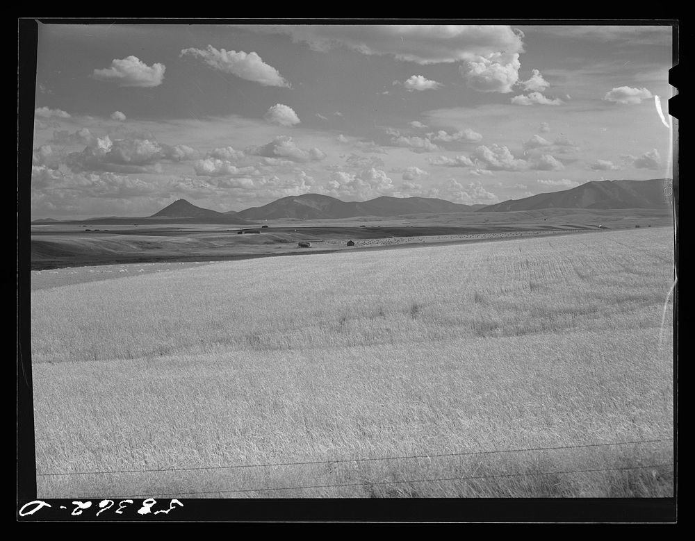 Fields of uncut wheat northwest of Great Falls, Montana. Sourced from the Library of Congress.