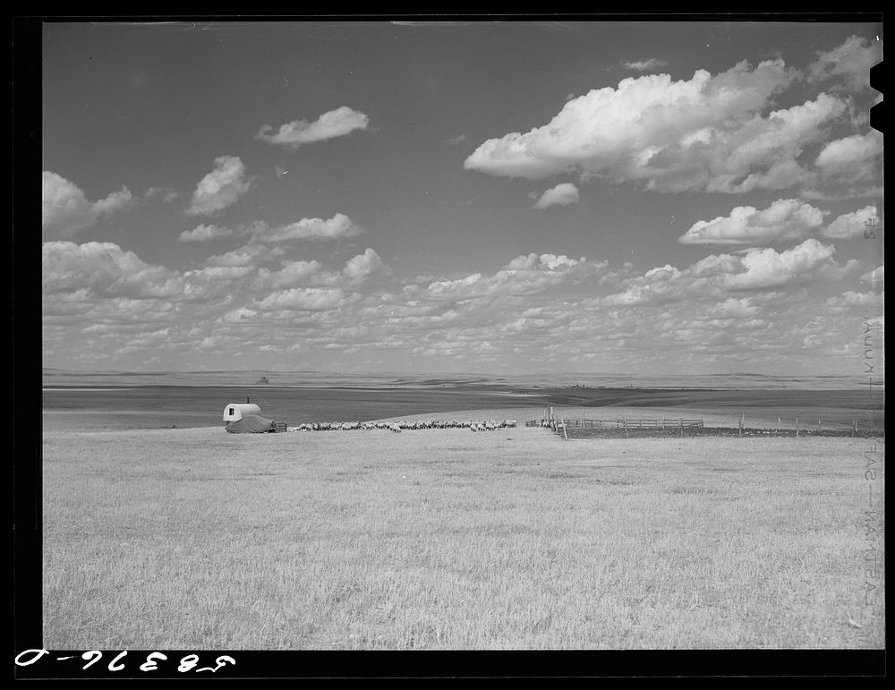 Sheepherder's wagon, flock and pen on summer grazing land northwest of Great Falls, Montana. Sourced from the Library of…