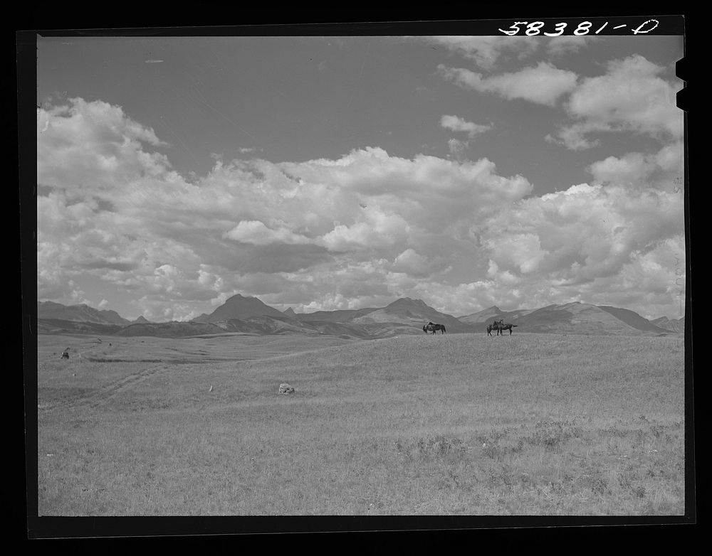 Horses on grazing land near Glacier National Park, Montana. Sourced from the Library of Congress.