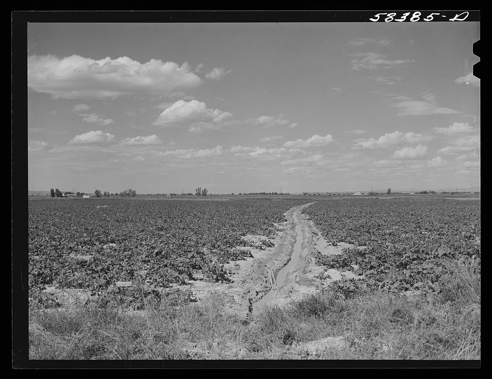 Irrigation ditch through field of sugar beets. Judith Basin, Montana. Sourced from the Library of Congress.