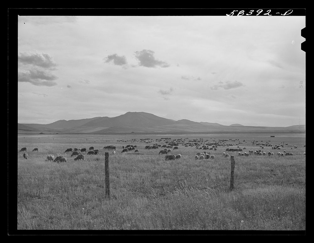 Sheep grazing, northwest of Great Falls, Montana. Sourced from the Library of Congress.