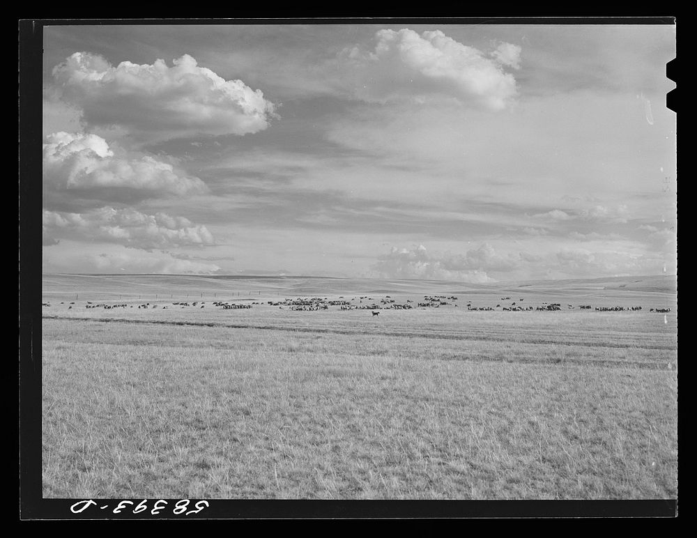 Sheep grazing northwest of Great Falls, Montana. Sourced from the Library of Congress.