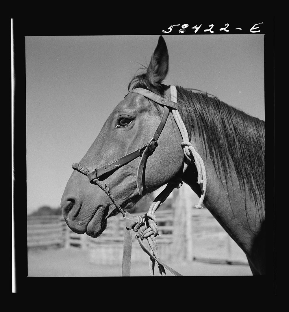 [Untitled photo, possibly related to: Horse in the corral. Quarter Circle U, Brewster-Arnold Ranch Company. Briney…