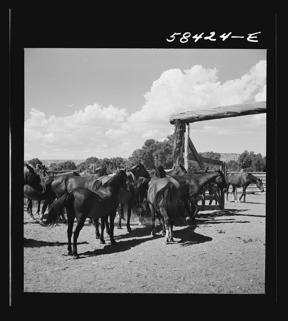 [Untitled photo, possibly related to: Dudes returning to the corral after a morning ride over the range. Quarter Circle U…