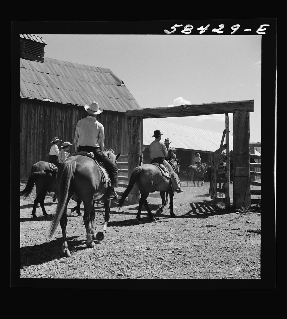 [Untitled photo, possibly related to: Dudes returning to the corral after a morning ride over the range. Quarter Circle U…