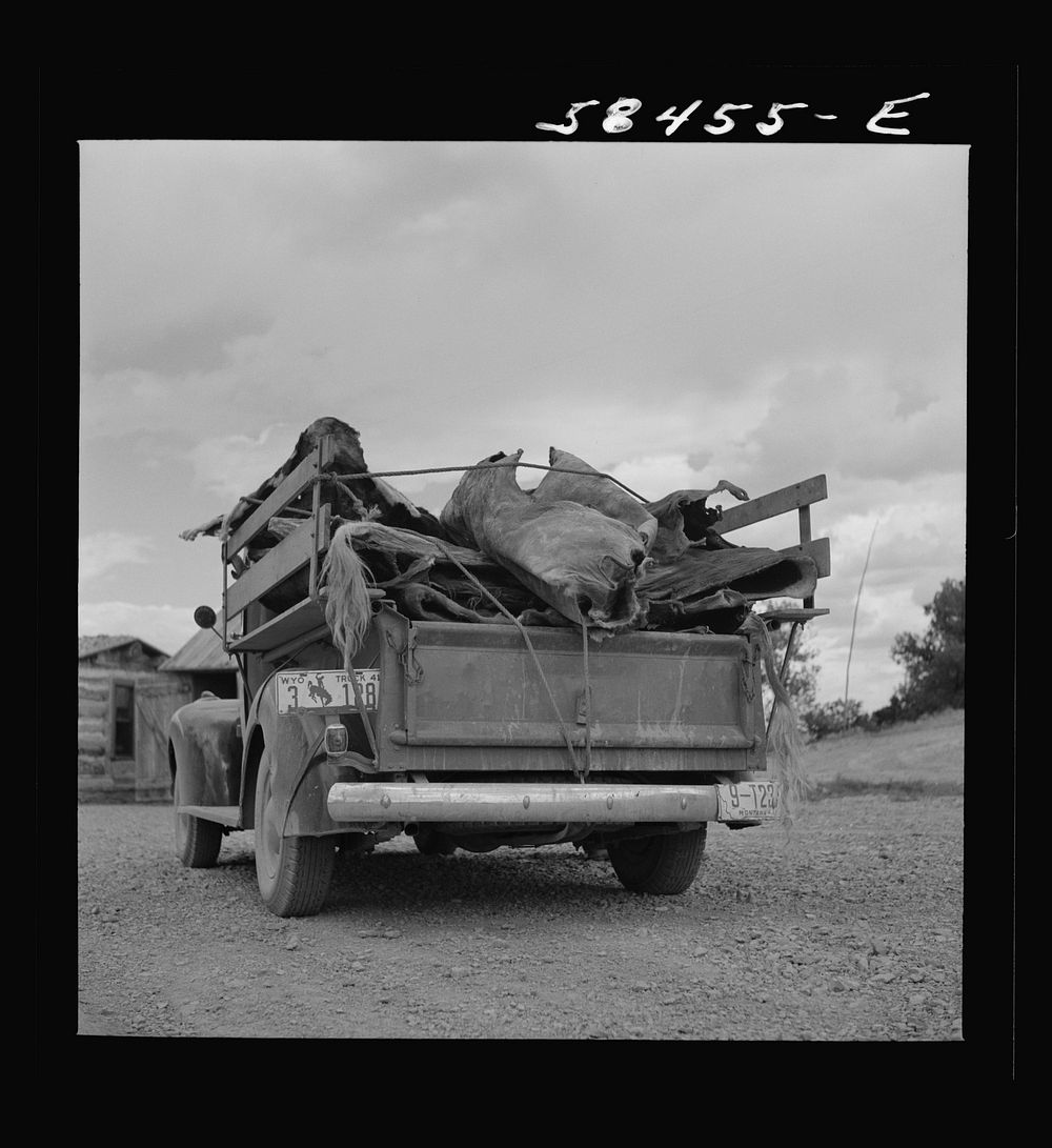 [Untitled photo, possibly related to: Hide buyer at Quarter Circle U Ranch. Birney, Montana]. Sourced from the Library of…