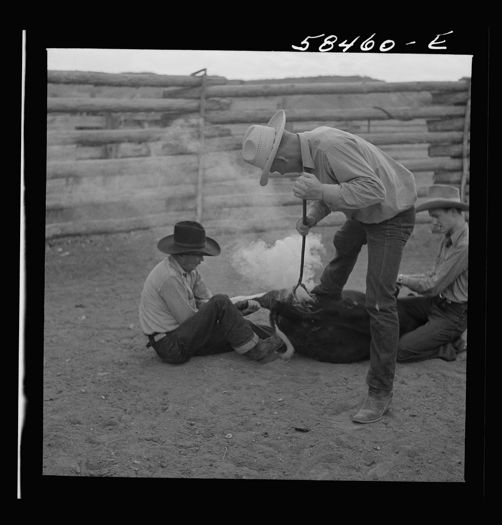 Dudes helping brand a dogie (Hereford calf) in the corral at Quarter Circle U, Brewster-Arnold Ranch Company. Birney…