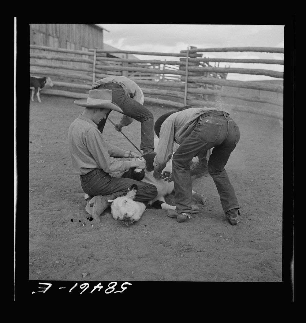 Dude helping brand a dogie (Hereford calf) in the corral at Quarter Circle U, Brewster-Arnold Ranch Company. Birney…
