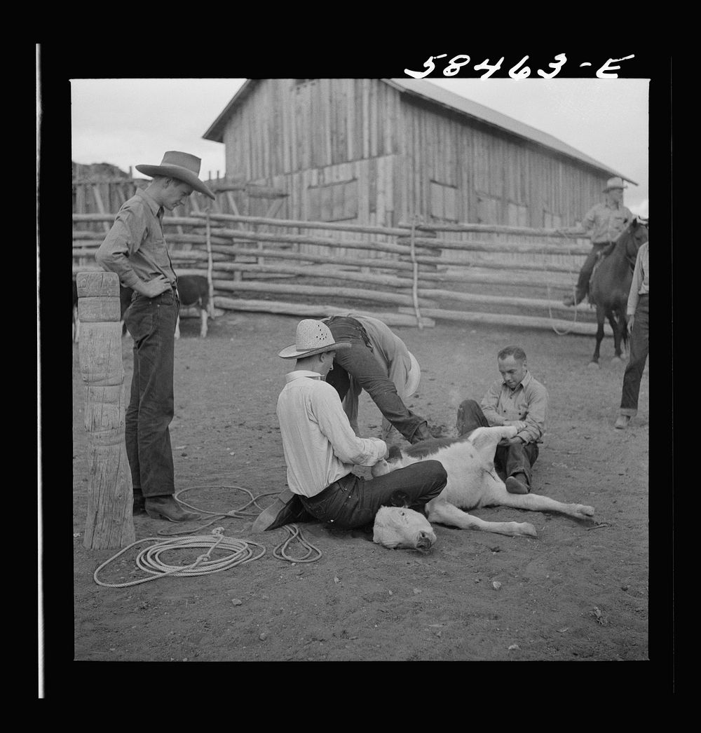 [Untitled photo, possibly related to: Dudes helping brand a dogie (Hereford calf) in the corral at Quarter Circle U…
