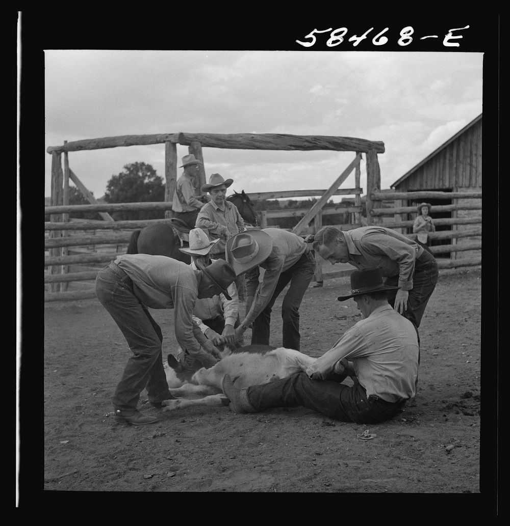 Dudes helping brand a dogie (Hereford calf) in the corral at Quarter Circle U, Brewster-Arnold Ranch Company. Birney…