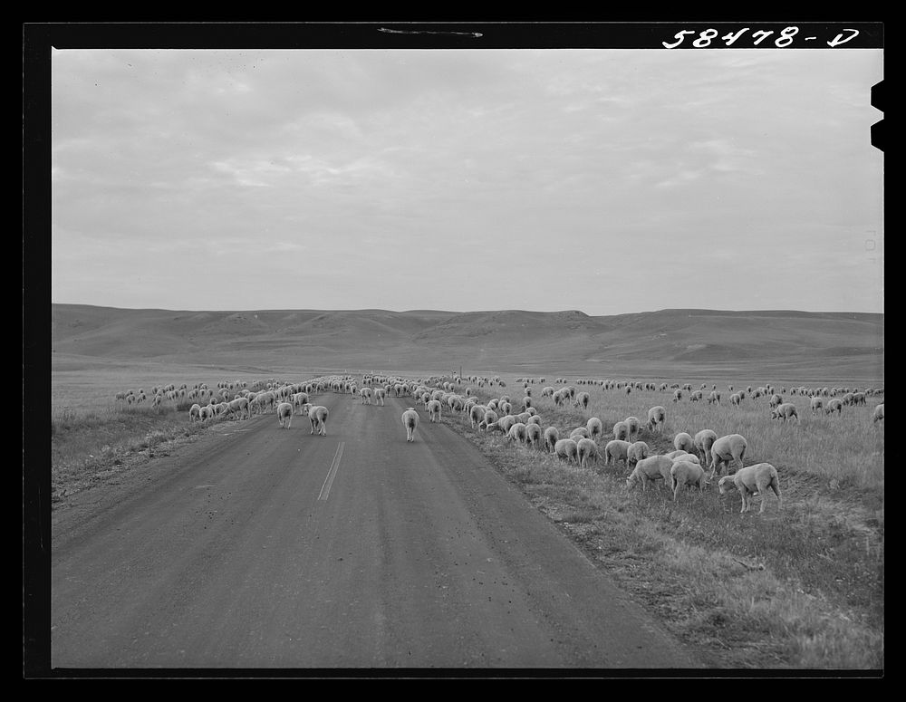 Sheep being driven to the bedding ground in the evening while pasturing on high summer range. Northwest of Great Falls…