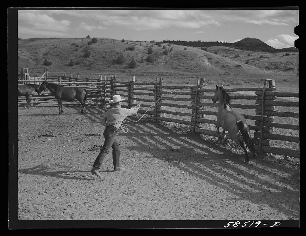 Cowboy roping a horse in the corral. Quarter Circle U, Brewster-Arnold Ranch Company. Birney, Montana. Sourced from the…