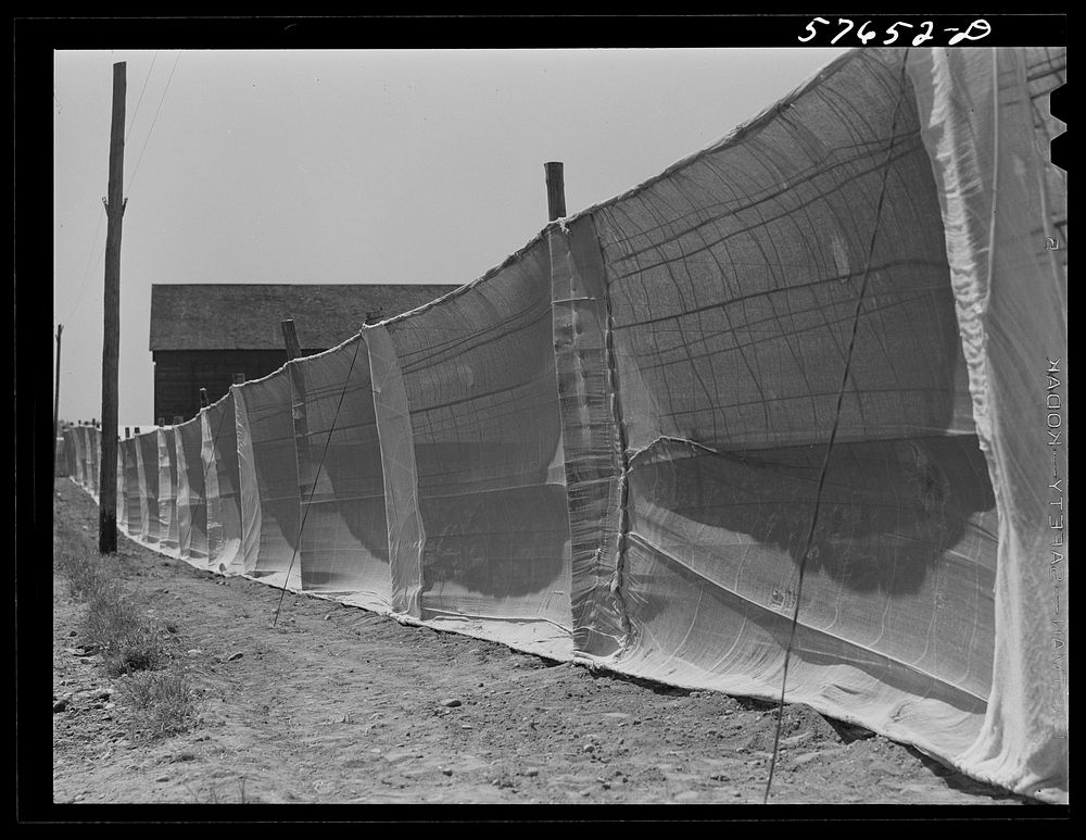 Suckering shade tobacco covered by "fields" of cheesecloth to protect it from the sun. Near Hartford, Connecticut. Sourced…