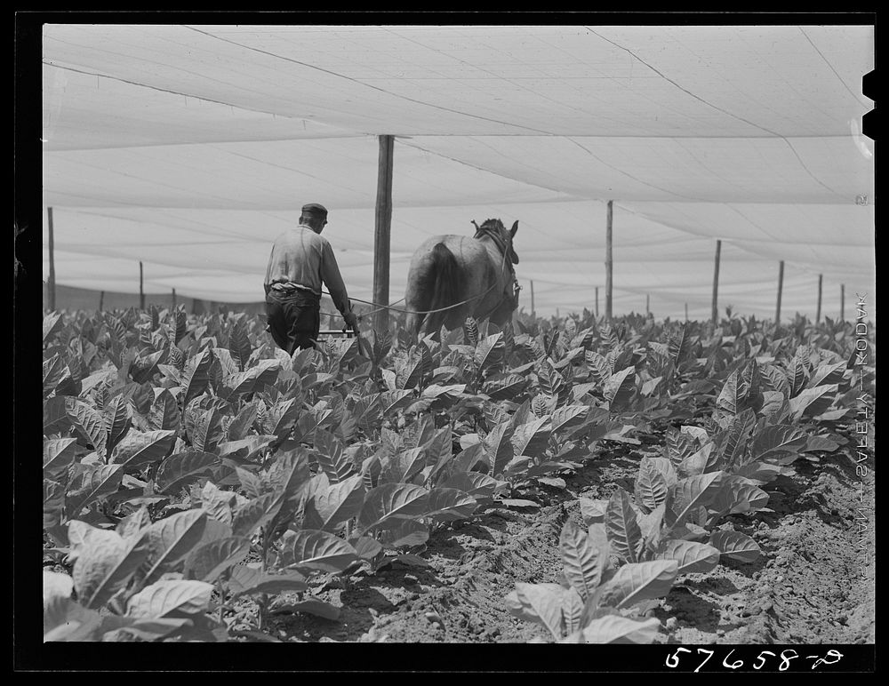 [Untitled photo, possibly related to: Cultivating shade tobacco covered by "fields" of cheesecloth to protect it from the…